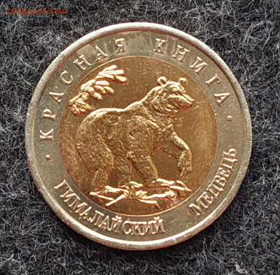 КК 50 рублей 1993 Гималайский медведь 9.10.24 в 22.00 мск - 20241002_172559_copy_2065x2027