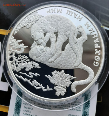 25р 2011 Переднеазиатский леопард. Сохраним наш мир 155.5 - 20241006_183214