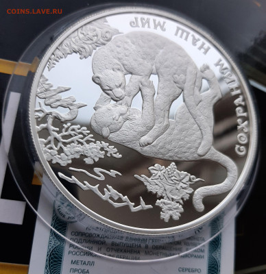 25р 2011 Переднеазиатский леопард. Сохраним наш мир 155.5 - 20241006_183131