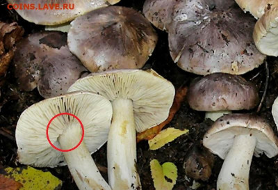 Любители "тихой охоты" есть? Все сюда :) - РС2