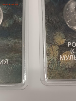 Союзное Государство, ежик простой ФИКС - IMG_20241106_180947