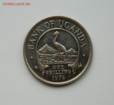 Уганда 1 шиллинг 1976 г. (Фауна) до 12.11.24 - DSCN2522.JPG