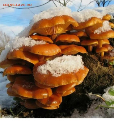 Любители "тихой охоты" есть? Все сюда :) - Screenshot_20241112_221211_Yandex Start