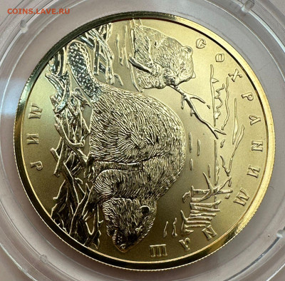 100 рублей 2008. Сохраним наш мир. Бобры. Короткий. Блиц. - 0c2f61a1-9f47-4c11-94cb-d2d3e09a3fb1