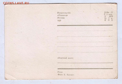 Розы 1970 г. до 20.12.24 г. в 23.00 - 050