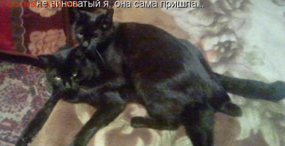 Ассоциация слов. - kotomatritsa_PZ