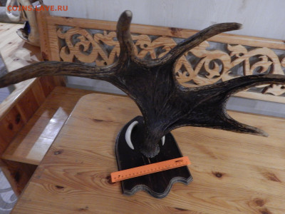 Рога  лосиные с клыками кабона - DSCN3385.JPG