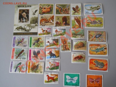 Марки ФАУНА - иностранные до 07.02.2012 22.00 по МСК - DSCN0716-А
