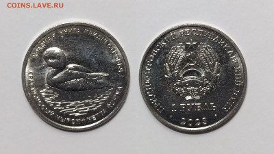 Приднестровье 1 рубль 2023 г КК Красноносый нырок - 13.02 - IMG_20250118_191110