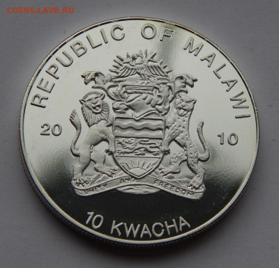 10 квач 2010 года Малави. Панамская золотая лягушка - DSCN9239.JPG