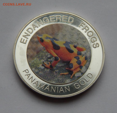 10 квач 2010 года Малави. Панамская золотая лягушка - DSCN9208.JPG