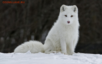 Ассоциация слов. - aa57021s-1920