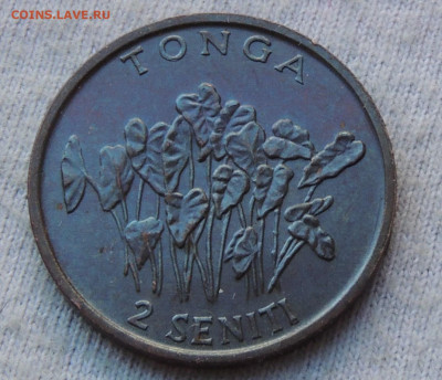 Тонга 2 сенити 1981 до 24.02.2025 - Тонга .JPG