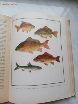 Настольная книга рыболова спортсмена. - IMG_20250317_182336