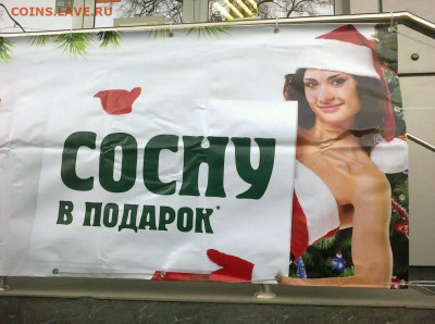Прикольные надписи - сосна