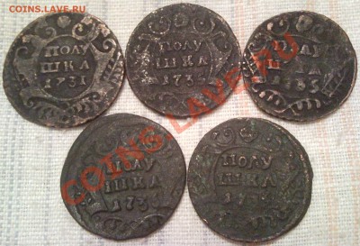 полушка 1731--1735гг  5штук - полушка_1