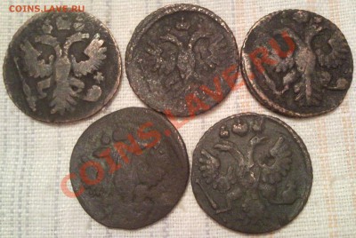 полушка 1731--1735гг  5штук - полушка_2
