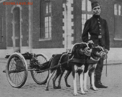 Ассоциация слов. - 1527738612_10.-belgian-dogs