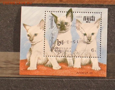 Кампучия кошки до 23.05.25г. 22.00ч. - кошки