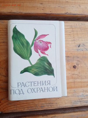 Растения под охраной до 05.06.25 в 22:00 по мск - IMG_20250529_135852