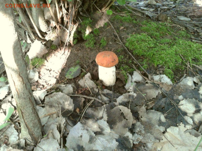 Любители "тихой охоты" есть? Все сюда :) - Фото-0010