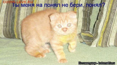 Вопросом на вопрос! - i (1)