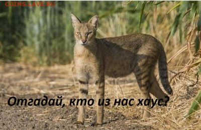Вопросом на вопрос! - 333
