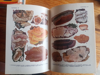 Справочник грибы ссср до 29.08.25 в 22:00 по мск - IMG_20250823_134651