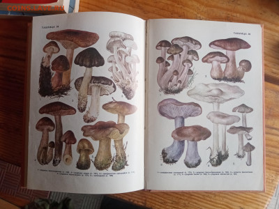 Справочник грибы ссср до 29.08.25 в 22:00 по мск - IMG_20250823_134639