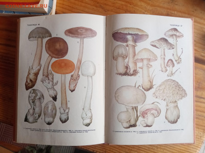 Справочник грибы ссср до 29.08.25 в 22:00 по мск - IMG_20250823_134628