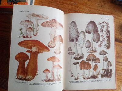 Справочник грибы ссср до 29.08.25 в 22:00 по мск - IMG_20250823_134608