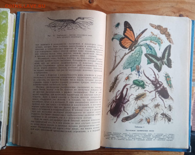 Книги по зоологии и насекомым - IMG_20250825_125322