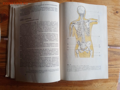 Анатомия человека до 31.08.25 в 22:00 по мск - IMG_20250825_141033