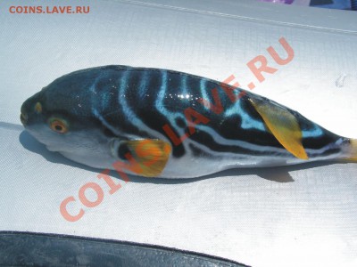 СТРАНИЧКА РЫБАКА - PICT00273