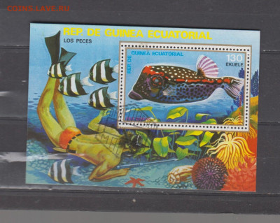 экв гвинея рыбки блк до 05 09 - 38