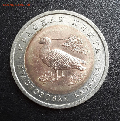 КК Краснозобая казарка до 06.09.22:00 - кк казар