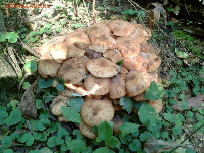 Любители "тихой охоты" есть? Все сюда :) - Фото-0004