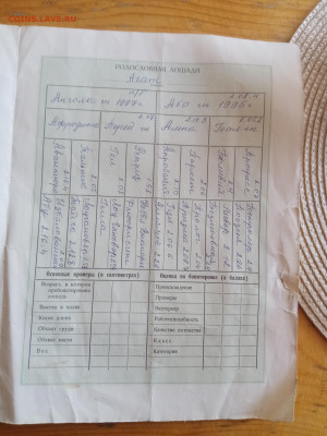 Тех паспорт на орловского рысака до 28.09.25 в 22:00 по мск - IMG_20250922_094621