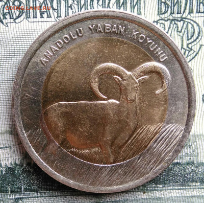 Турция 1 лира 2015 года баран до 06.10.2025 - IMG_20250930_182340