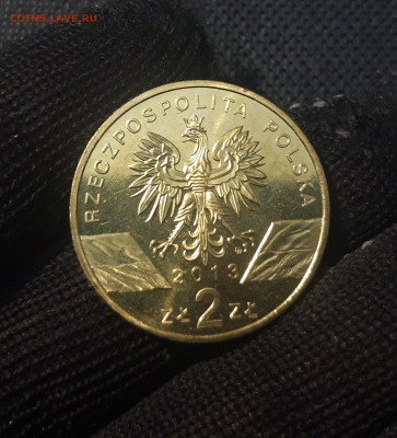 Польша 2 злотых 2013 года Зубр До 10.10 - 20250227_180939