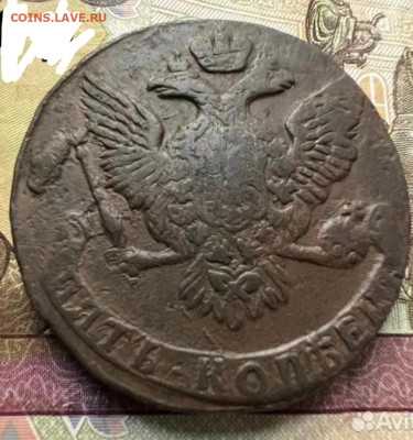 б  "орёл игольчатый"  не частый. - Screenshot_2025-10-06-01-53-26-664-edit_com.miui.gallery