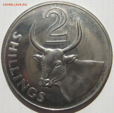 Гамбия (британская) 2 шиллинга 1966 африканский домашний бык - IMG_3158.JPG
