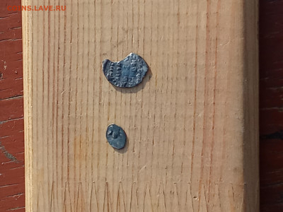 Чешуя на определение - IMG_20251101_103508