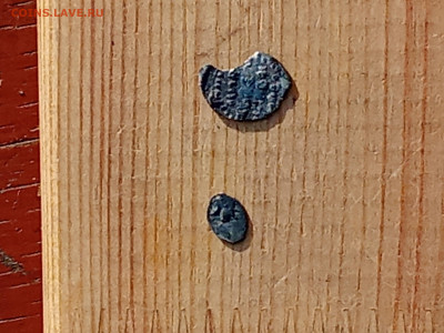 Чешуя на определение - IMG_20251101_103517