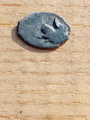 Чешуя на определение - IMG_20251101_103756