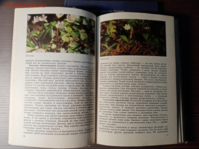 Растительный мир нашей родины до 12.11.25 в 22:00 по мск - IMG_20251106_233310