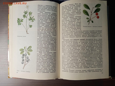Растительный мир нашей родины до 12.11.25 в 22:00 по мск - IMG_20251106_233330