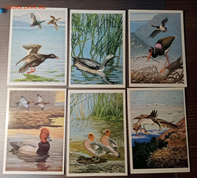 Набор открыток птицы озера Байкал до 14.11.25 в 22:00 по мск - IMG_20251108_012146