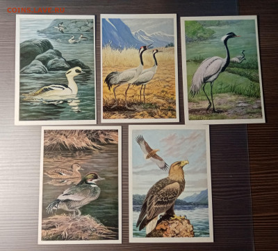 Набор открыток птицы озера Байкал до 14.11.25 в 22:00 по мск - IMG_20251108_012130