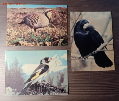 Набор открыток птицы озера Байкал до 14.11.25 в 22:00 по мск - IMG_20251108_012110